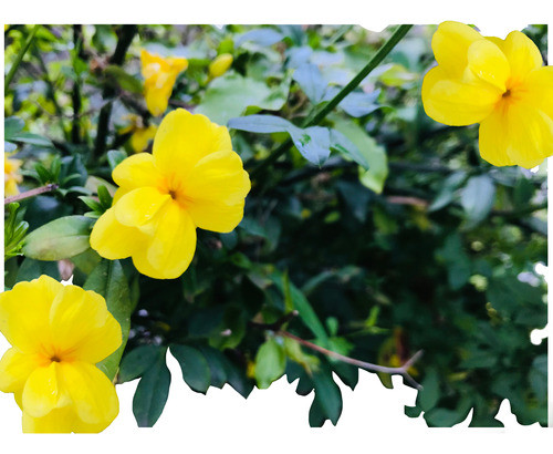 Cerco Vivo - Jazmin Amarillo  30 Unidades 0