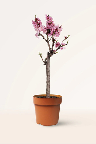Durazno De Flor Doble  (  Prunus Persica Duplex ) 0
