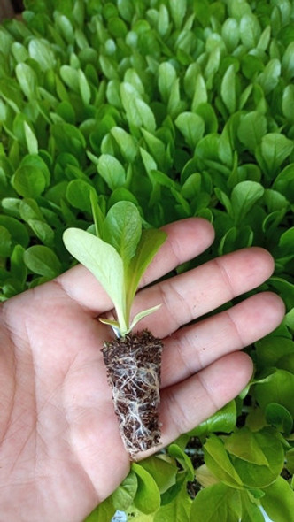 Plantines Para Huerta X Bandeja Completa 1