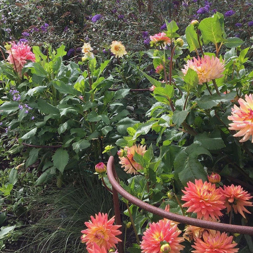 Tutor Medialuna Chica Para Oxidar X3 1