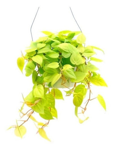Planta De Cordatum Lemon Colgante Interior Potus Deco 0