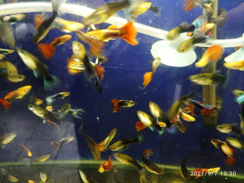 Lebistes Por Pareja Guppys. Acuarios Tropical. Aquariumba 1