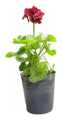 Planta Geranio Gitanilla Bordo Moron Raices Arcoiris 0