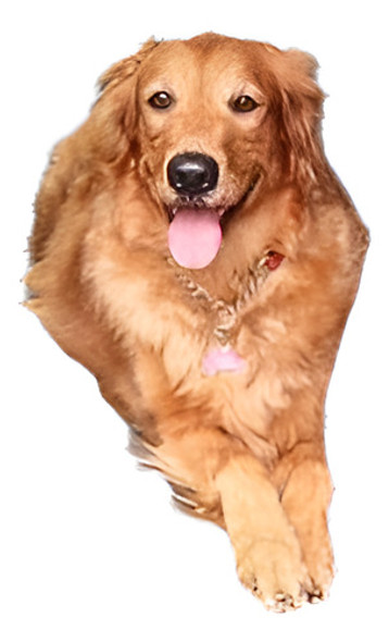 Mascota Perro Protector De Cobertura Extra Grande Acolchada 0 Mascota Perro Protector De Cobertura Extra Grande Acolchada 0