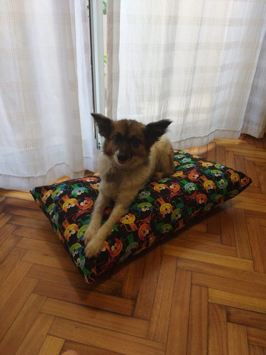 Almohadon Para Mascotas De Gabardina O Jean 70 X 90 0