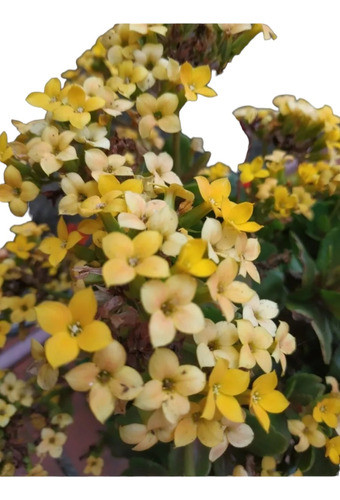 3 Plantas De Kalanchoe 0