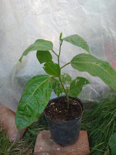 Maracuyá - Passiflora Edulis 1