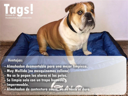 Moises Cucha Colchon Para Perros 100 X 70 1