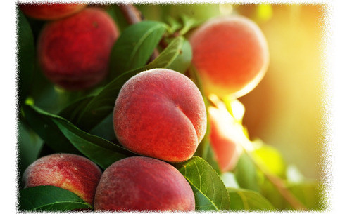 Arbol De Durazno - Duraznero, 3 Metros 0