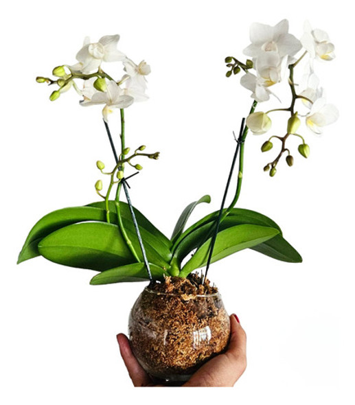 Orquideas Phalaenopsis Baby En Maceta De Vidrio 0