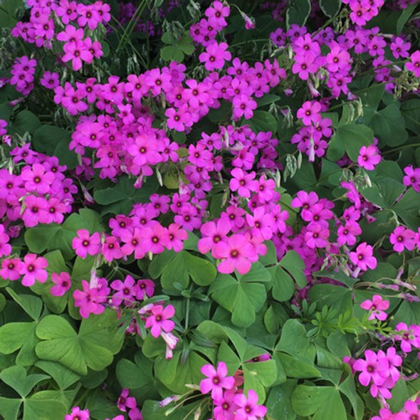 Bulbos De Oxalis Articulata / Vinagrillo Rosado -25 Unidades 1