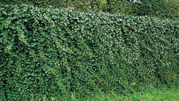 Hiedra (hedera Helix) - Plantines En Maceta N° 12 0