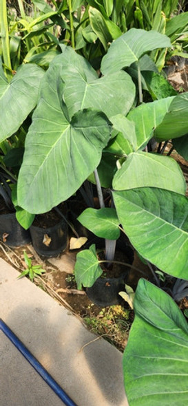 Alocasias, Colocasias, Xanthosomas ! Oreja De Elefante 1