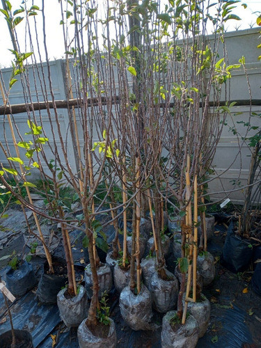 Arbol De Manzano Verde  - 1.6 Mts. E.gratis Caba-gba 1