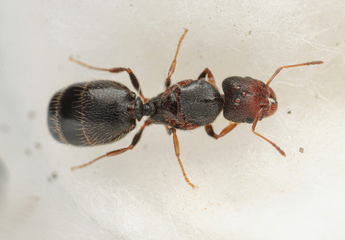 Hormiga Reina Fecundada | Pheloide 0