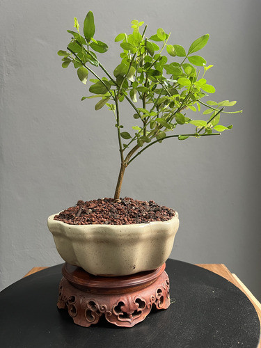 Bonsai Planta Jazmin Amarillo Maceta Esmaltada Ceramica N2 1