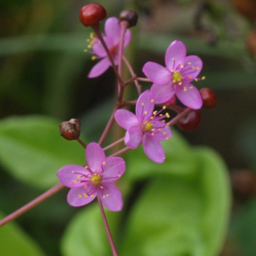 Carne Gorda Talinum Paniculatum Planta Nativa Comestible 1
