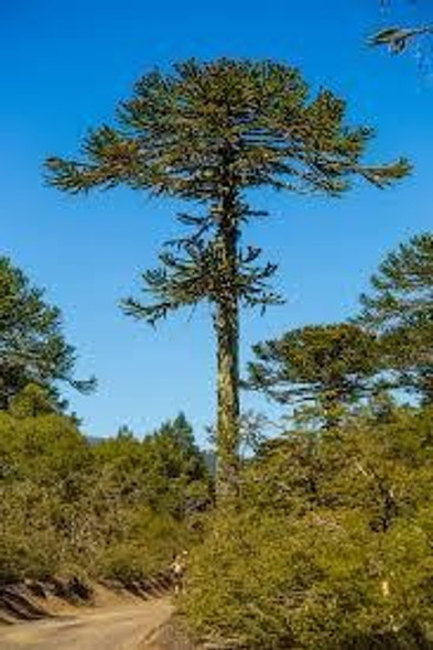 Araucaria, Árbol 1