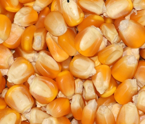 Maíz Entero Para Animales 1