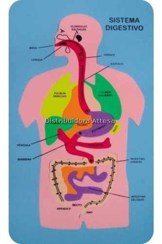 Puzzle Goma Eva Cuerpo Humano Sistema Digestivo Didactico 0