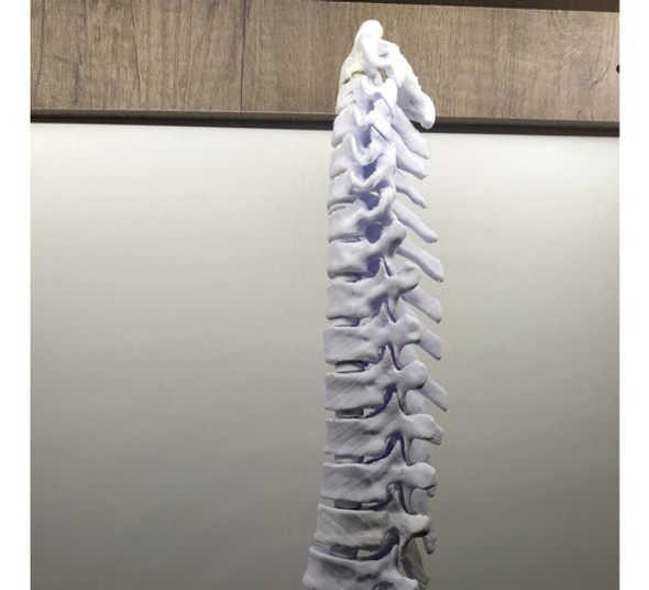 Columna Vertebral Articulada 1