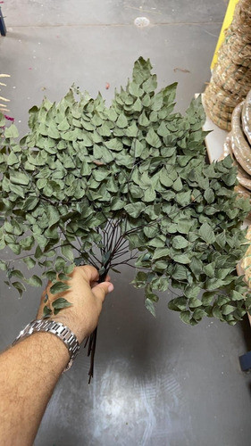 Folha De Avenca Para Decorações Mç. C/ Aprox. 10 Folhas 1