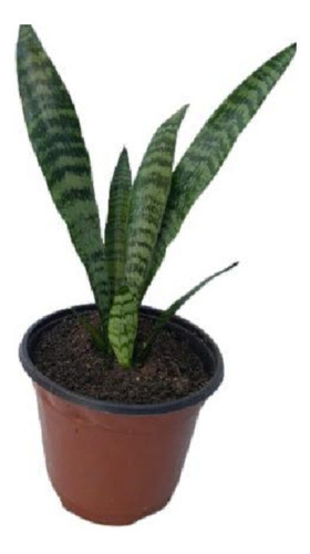 Planta . Espada De San Jorge ( Nuevas ) .. No Hago Envios 0