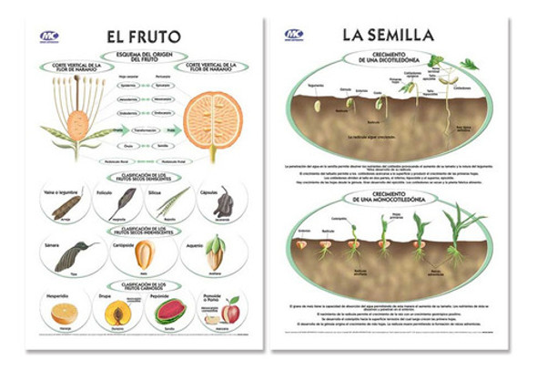 Lámina La Semilla / El Fruto Doble Faz 50x70cm Varillado 0