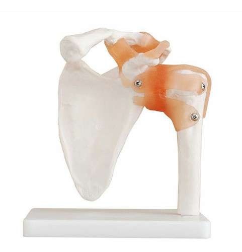 Escapulo Humeral,material Didactico Para Enseñanza,j3c119109 0