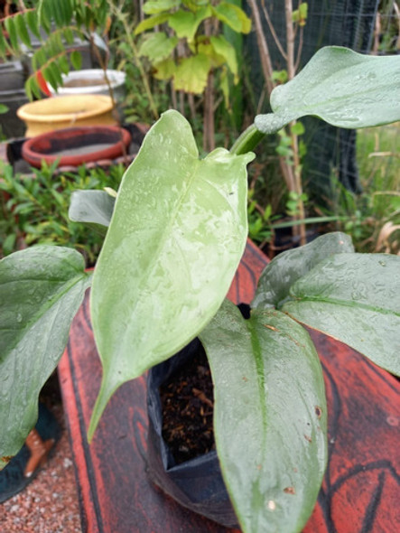 Philodendron Dorado Hermosos Ejemplares Vivero Natureza 1