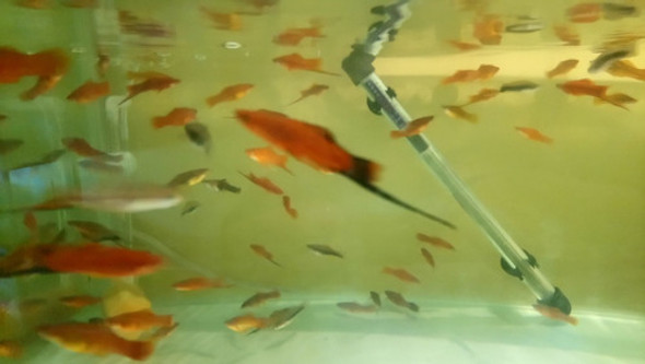 Criadero De Peces Tropicales. Precio Por Unidad 0