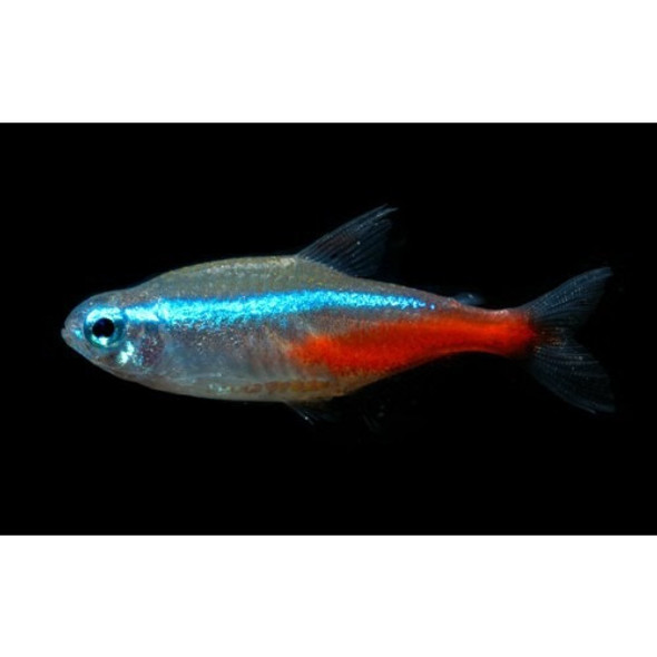 Neon Surtido Chico Promo Hot Sale En Mundo Acuatico 0