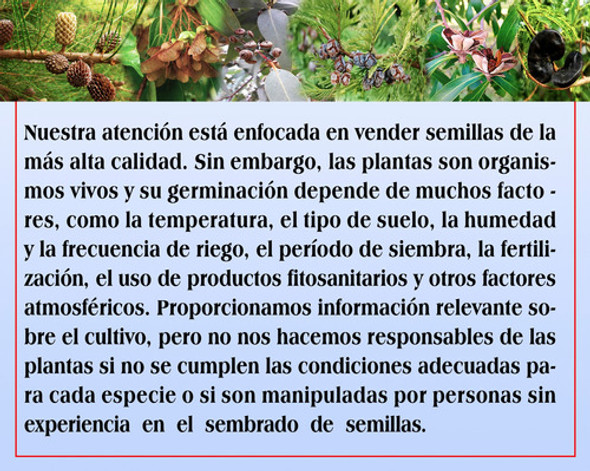 Semillas De Jacarandá 1