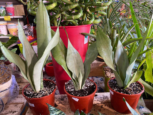 Promo: Sansevieria Moonshine 1