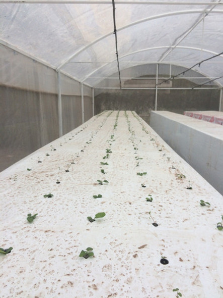 Malla Antiafidos 3 Mts De Ancho 0