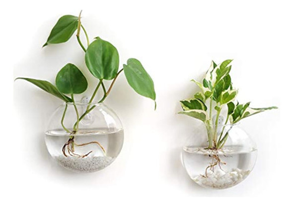 Mkono Colgante De Pared Terrarios De Vidrio Maceta Oblato Fl 0