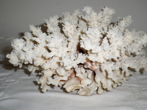 Enorme Coral Blanco Adorno De Pecera Excelente Estado 25 Cm 0