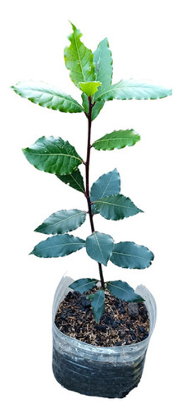 Laurel Comestible 0
