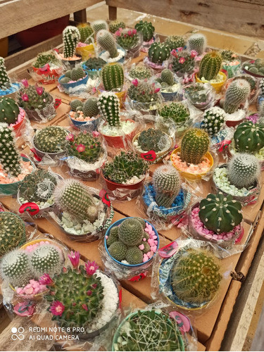 Set De 83 Cactus Ornamentales Maceta Color 6cm De Diámetro 1