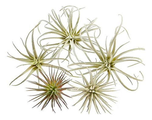 Plantas De Aire Chive Faux Artificial Fake Tillandsia Bromel 0