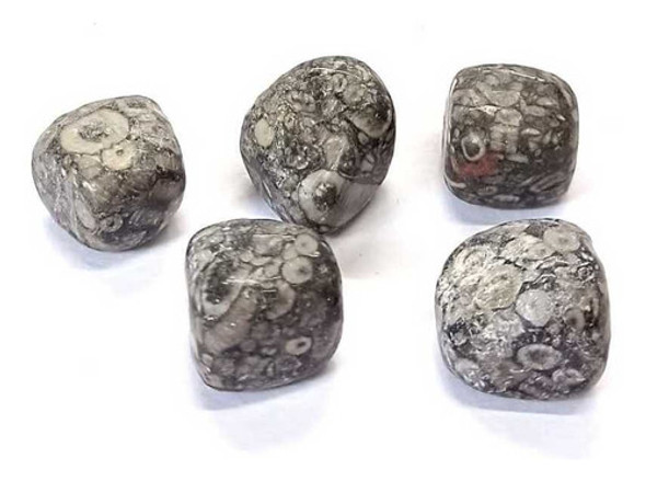Jaspe Fósil - Ixtlan Minerales 0