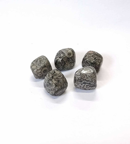 Jaspe Fósil - Ixtlan Minerales 1