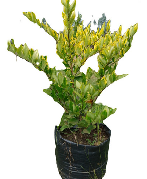 Olea Texana, Arbusto 0