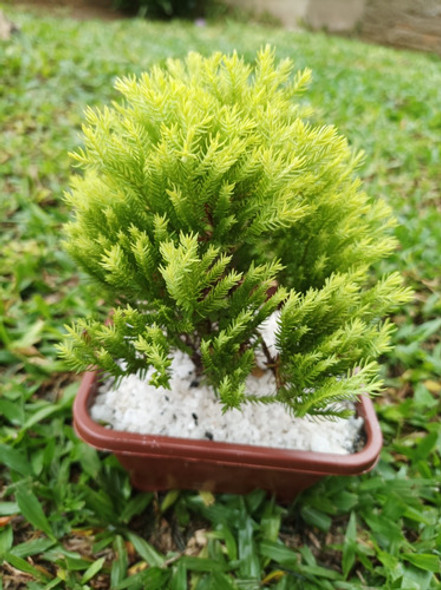 Planta Bonsai Tuia Oro Envío Gratis 1