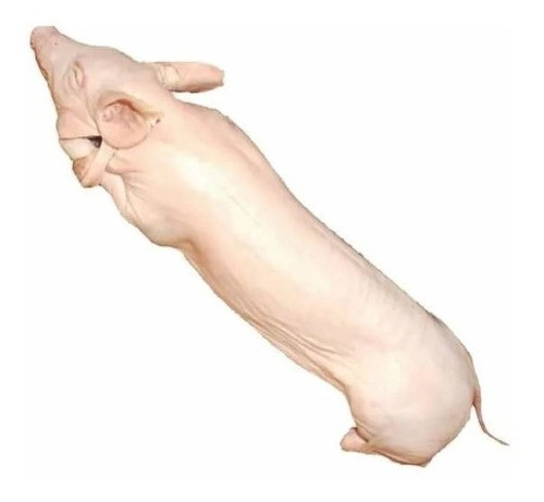 Lechon Por Kg! Lechones Frescos 1ra Calidad Menor A 11kg 0