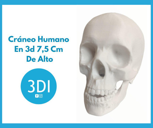 Craneo Humano En 3d 7,5 Cm De Alto 3dimpressions 1