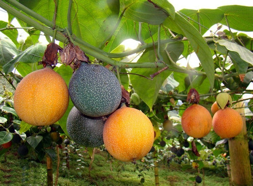 10 Granadilha O Maracuja + Doce Granadilla Sementes P/ 0