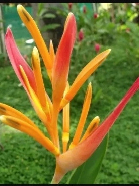 75bulbo Helicônia Mudas Pisitacorum 1