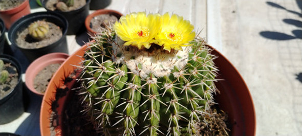 Tunas Grandes Parodia Scopa Hermosas, No  Mini, Unicas 0