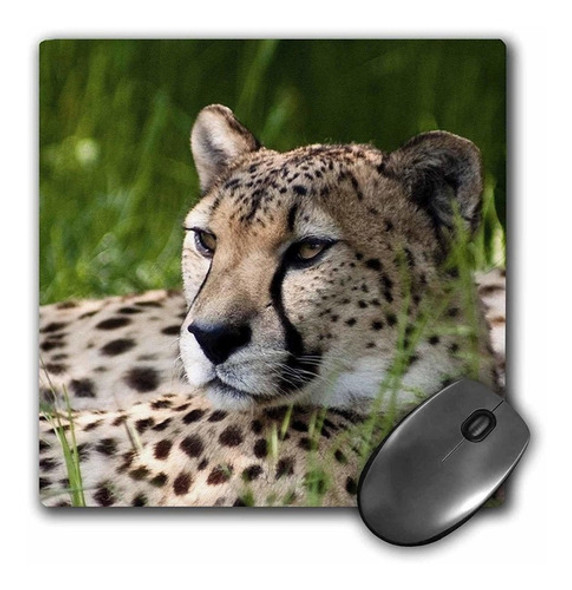 3drose Llc 8 x 8 x 0.25 inches Mouse Pad, Cheetah (mp _ _ 0